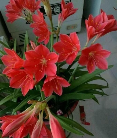 紫根兰|此“花”寒冬季节可赏,花期长达60天,从冬到春,开花不停