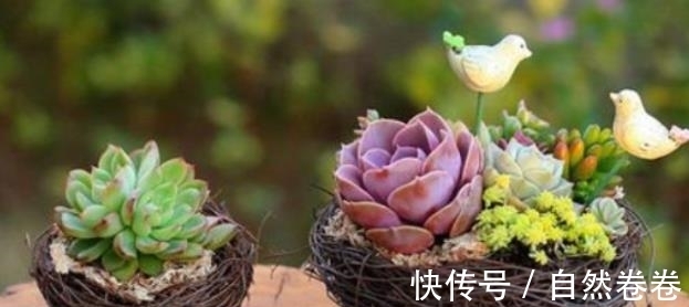 养花小技巧：两种方法，养花效果好极了，可以试一试