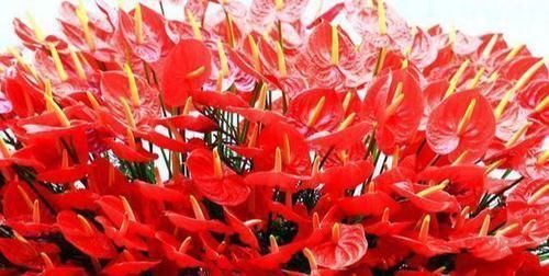 5种“阴暗花”，藏在角落里，年年自行繁殖，也能开成“仙花树”