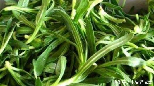 “野草”名字很好听，热水一烫成“面条”，女人吃了好处多