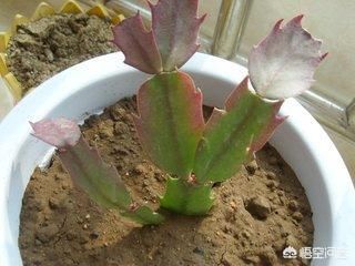 室温|蟹爪兰多长时间浇一次水,多少才合适?