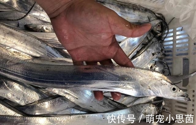 鱼郎|老伯夜晚海钓归来,一点都没掉漆的带鱼,你们肯定没见过吧?
