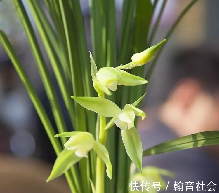 台友|封闭式阳台也能养出一屋子的兰花，光照和湿度管理很重要！