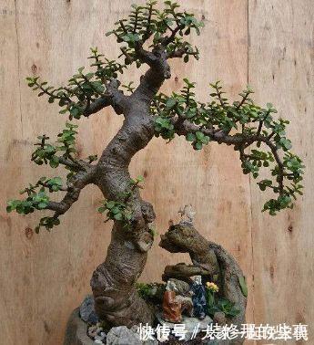 植株|马齿笕树养5年，变成老桩盆景很值钱，做5步就实现