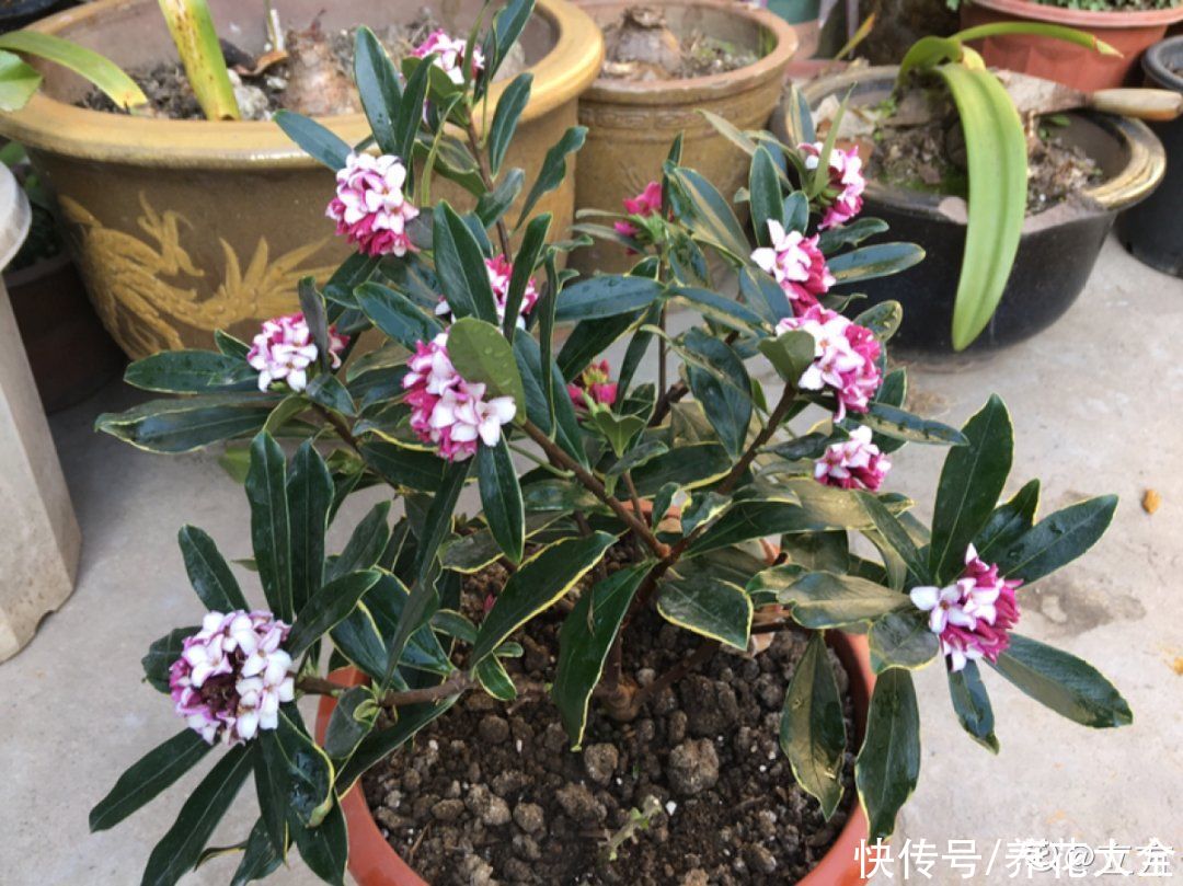 修剪|8月后，6种花别修剪，小心以后不开花