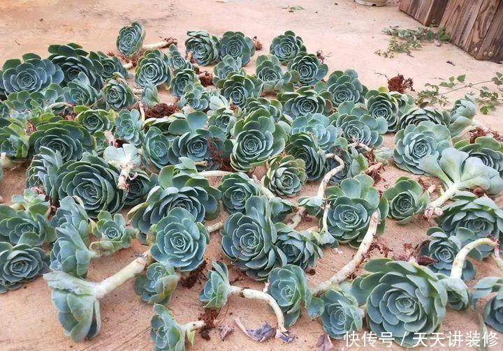 爸妈不在家,我在院子里疯狂种多肉,倍儿爽