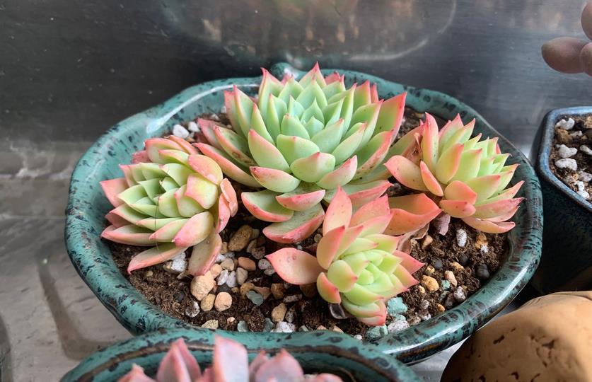 姬胧月|养多肉,若想茎叶肥美,速成老桩,该掌握哪些诀窍?