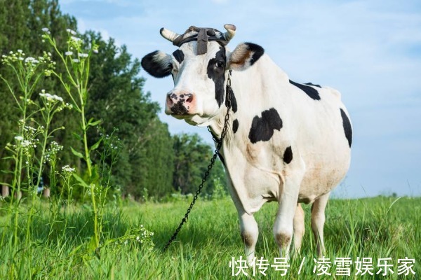 机智过人|2021年属牛人的喜事，生肖牛有4大喜来临，速度看看是什么喜