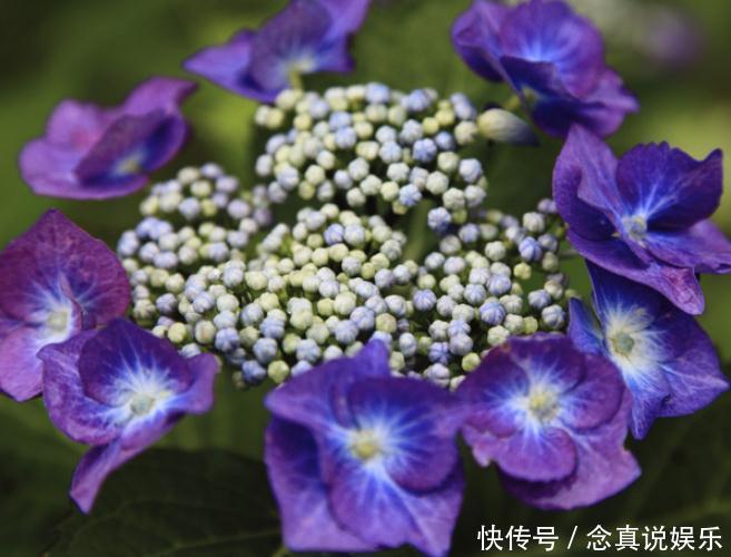 琼花不能“惯着来”,一个“小动作”,花苞成团冒,花朵变成球