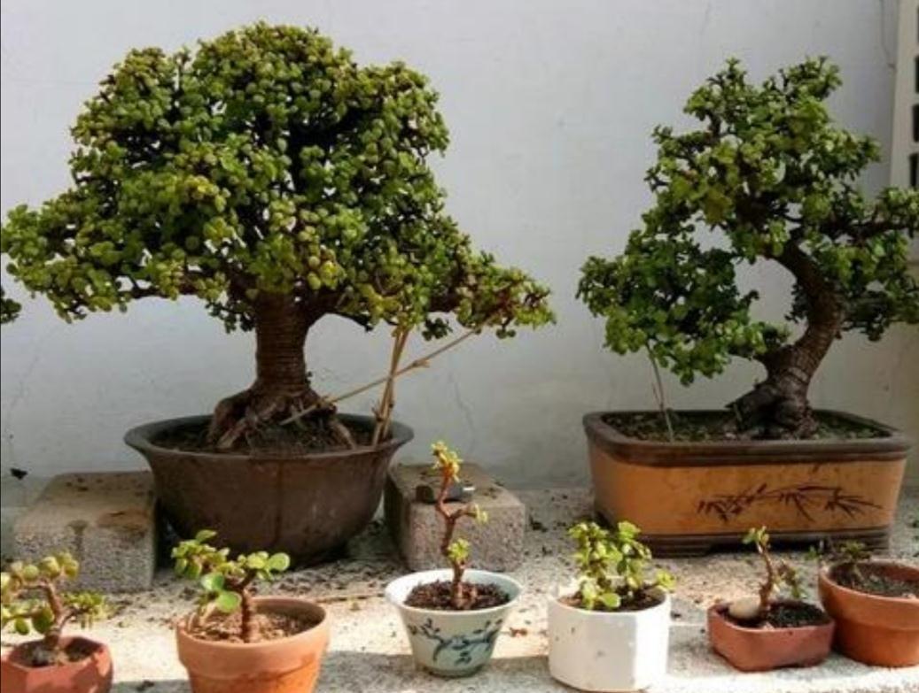 天气冷,六种花要干养,少水多晒才健壮,养成老桩更旺家