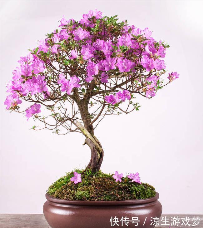 公认难养的10种“漂亮花”,没有几年养花经验,建议别买回家