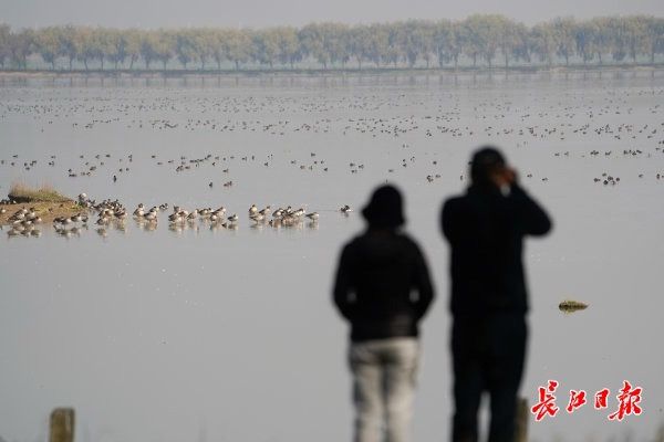 候鸟|周末，到府河湿地看候鸟晒太阳