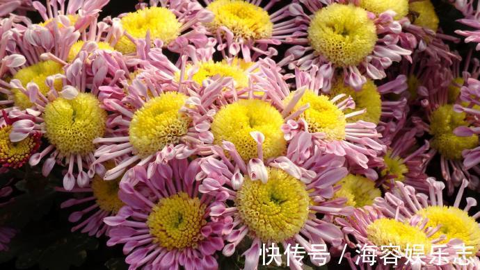 小蜂侠|喜欢菊花,不如养盆“欧洲小米菊”小蜂侠,似毛绒蜜蜂,可爱至极