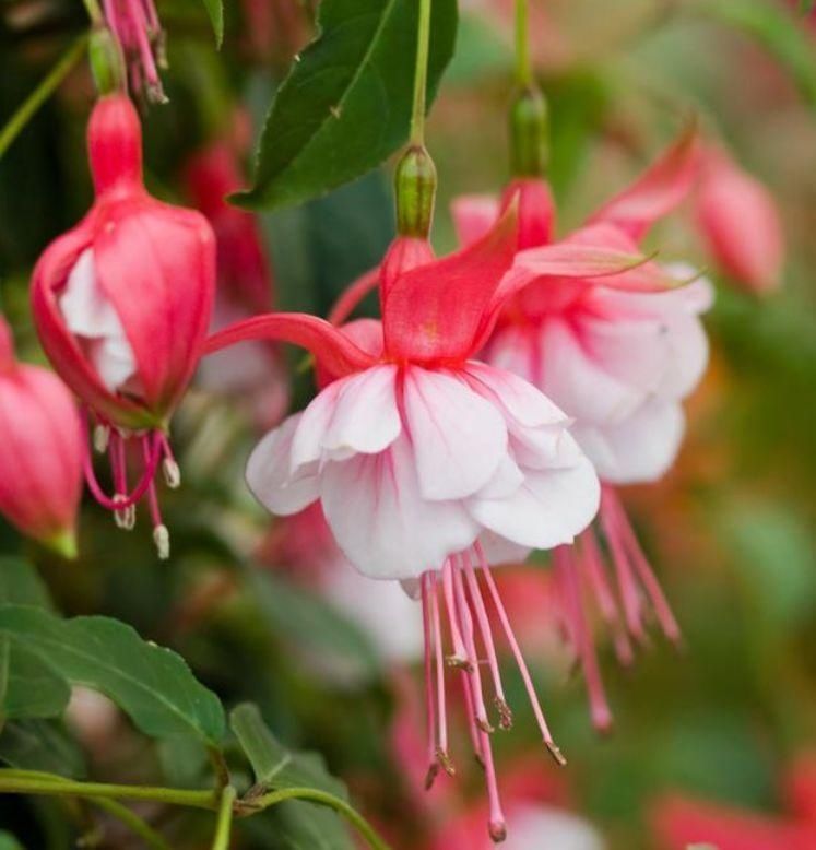 4种花,一到夏天就闹脾气,浇不得、晒不得,一言不合死翘翘