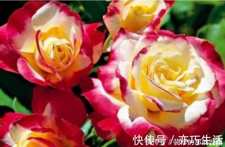 养花就养4种花,家里养一盆,开花爆盆很漂亮,越养越喜欢