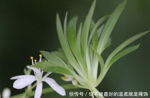 家养吊兰总是长不好用上这些小东西，蹭蹭止不住的长