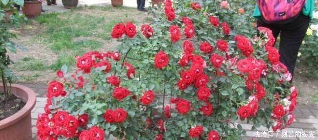 她用一斤香蕉养出花海一片,花香四溢,美翻天!