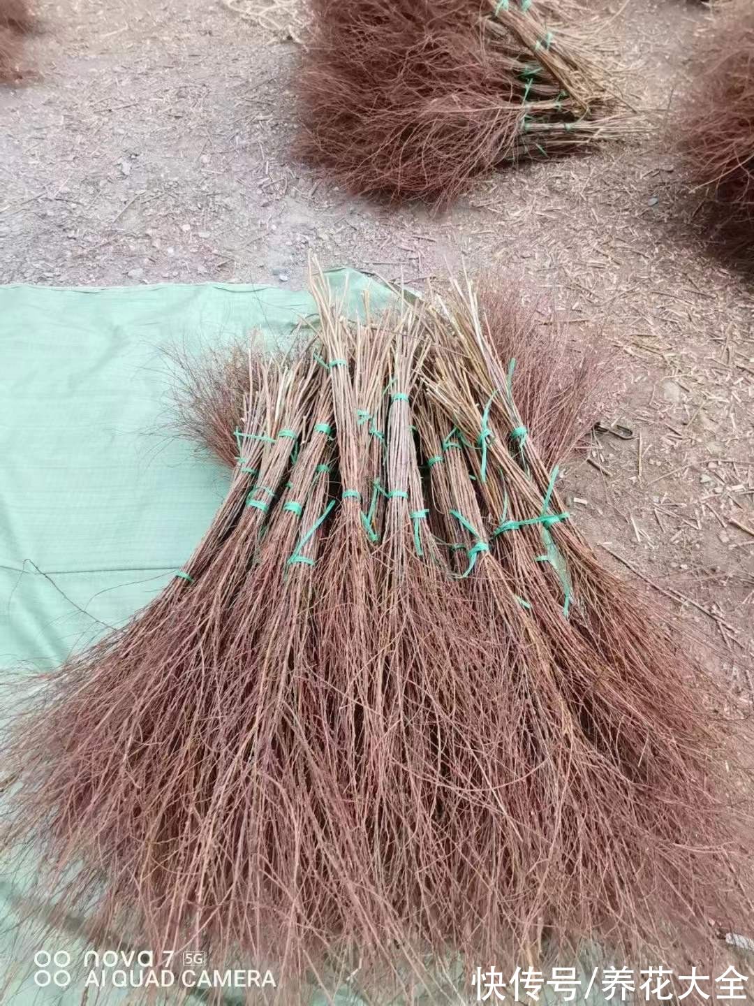 1种花叫“雪柳”,剪几根枝插水里,7天长叶,一个月开花,绝美