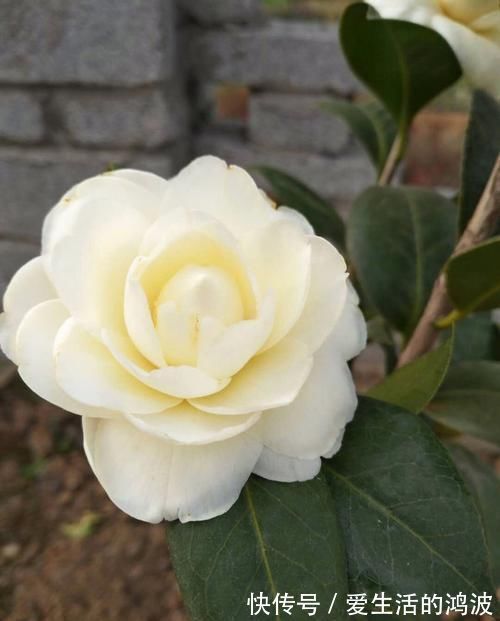 养花就养这几款,花朵粉嫩丰腴,花大色鲜胜百合,放在阳台美翻了