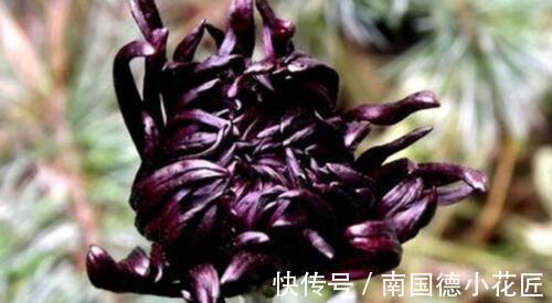 养花试试这几款，茎干翠绿而挺直，造型庞大又特殊