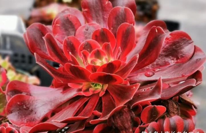 肉友|夏天可以用叶片来繁殖多肉吗？可以，但要讲究技巧叶片才可能发芽