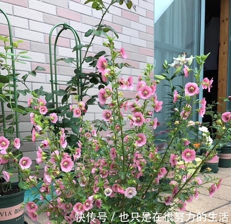 长成|小木槿养成“棒棒糖”,有一步不可少,只需一年长成小树长满花苞