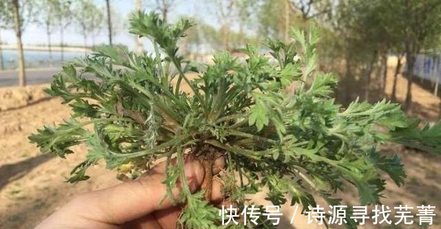 药用价值|农村一种野草叫“咬人草”地里随处可见,如今却是“百草之王”!