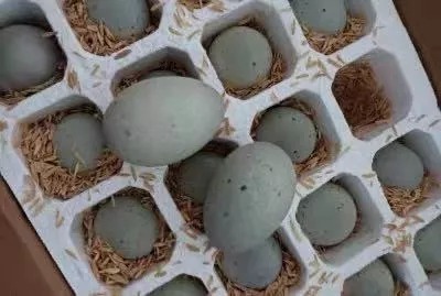 吃皮蛋会慢性中毒?它可能比你想象的更营养!但这些人最好别吃~