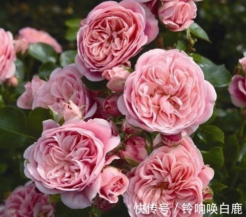 20款耐阴月季推荐,光线不充足也可以养好月季啦,花友鼎力推荐哟!