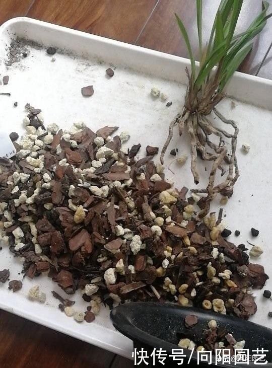 镊子|花盆里长蘑菇了，该咋办？无须担心，用镊子拔掉，避免烂根