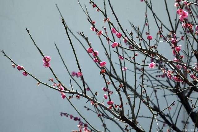 迎雪|梅花诗词16首:红梅白雪共寒天，雪花活泼舞翩迁