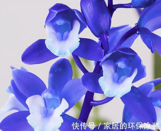 养花试试这款，花色、花香堪称完美，任何地方摆一盆皆美不胜收