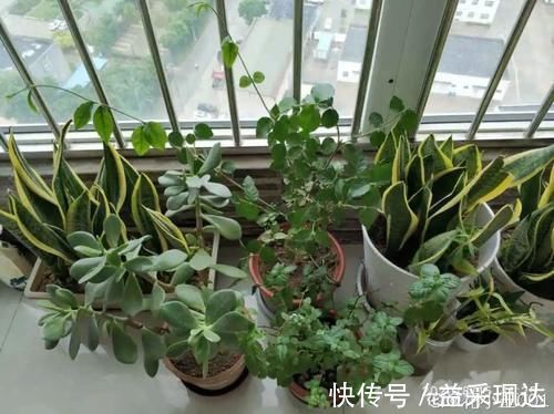 低于5度，6种花一整个冬天不浇水，也能照样活！