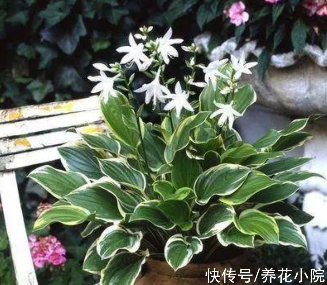 开花类|家里阳光少，可养8种喜阴的植物，好养又漂亮