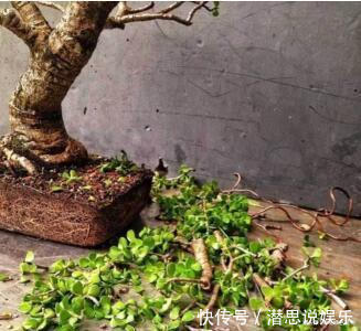 居家养棵树,旺财又福寿,1月不浇水,也能长,还越养越“值钱”