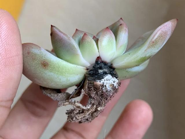 雨水|10种不能淋雨的花，淋完雨就死，盆栽养花注意事项