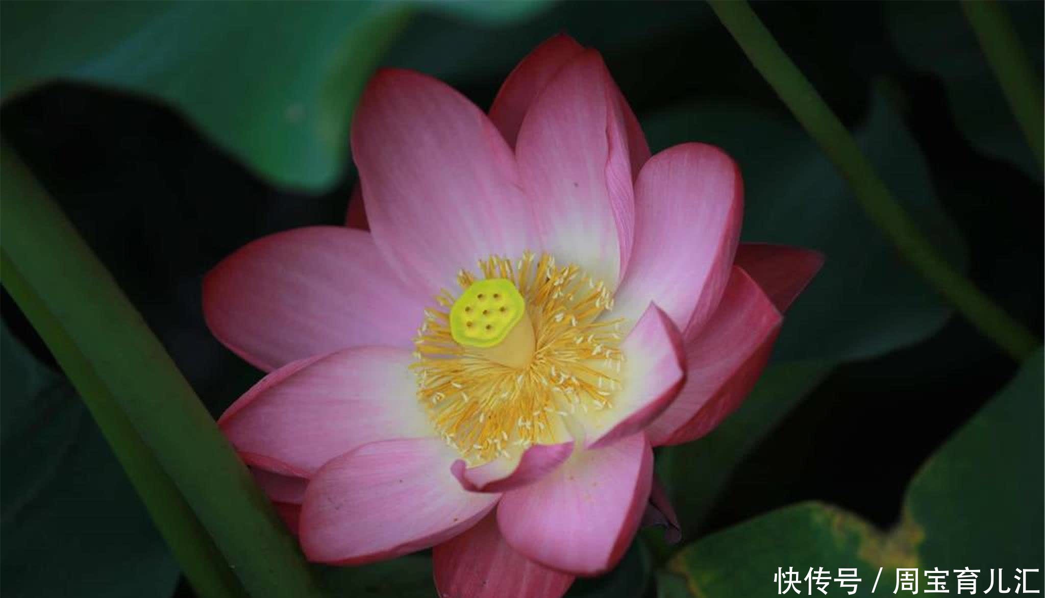 说话做事,若不顾后果,必然会自食其果