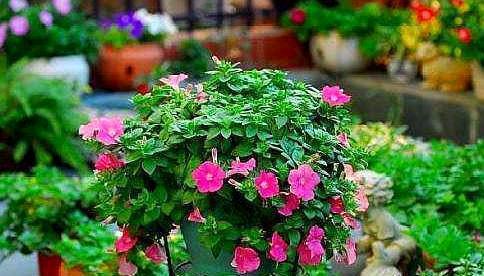 什么啤酒,白糖水,都不如几滴“它”,养花生根效果特别棒!