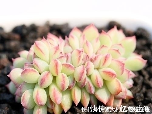 养多肉不用专门买肥料,3种废弃物简单处理,变成多肉最爱的养料