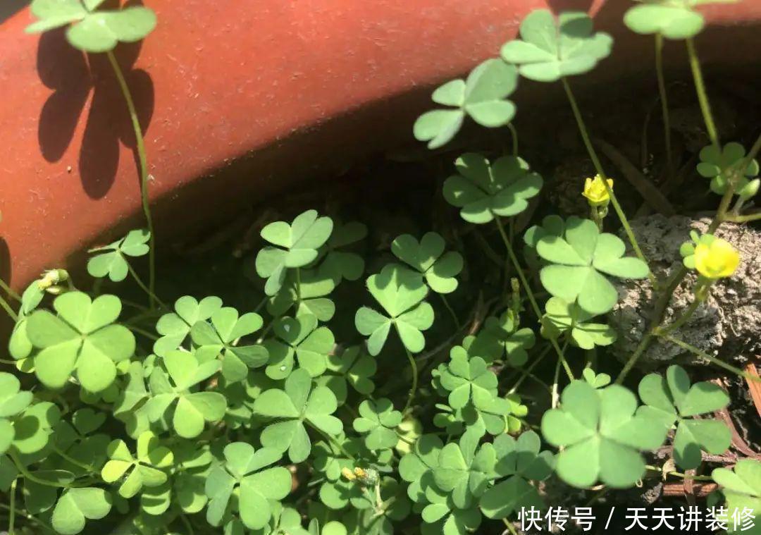 危害|花盆里有些“杂草”,都是大祸害,见了赶紧拔,危害大