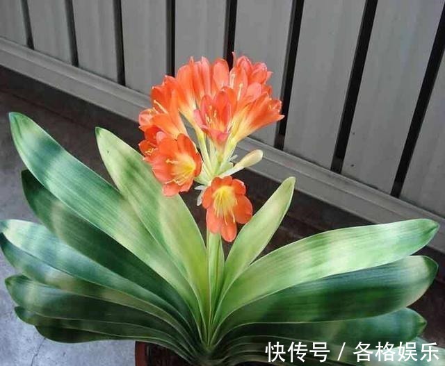 认清君子兰的“开花之道”讲究大!从此年年开花,从不夹箭!