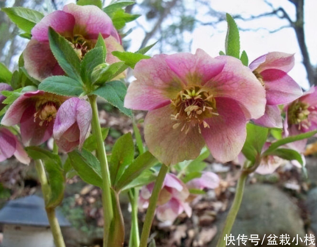 种花|4种花，不怕寒冷好养活，不愁冬春没花看