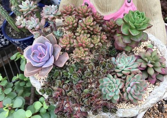 多肉盆栽''度夏难''养殖注重''3个字''，枝叶轻松长爆盆