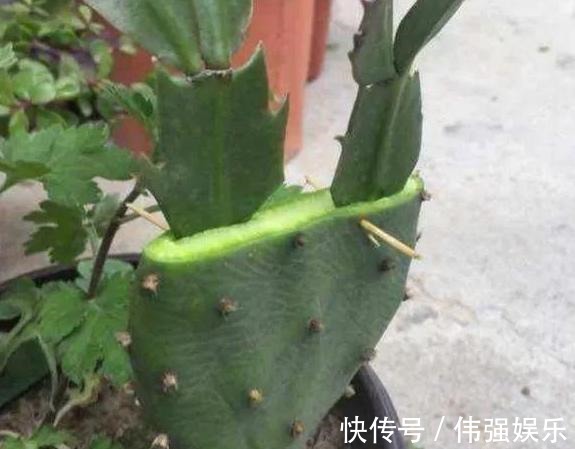 盆栽|嫁接、盆栽蟹爪兰该注意什么2步管理到位,茎叶嗖嗖花开不停