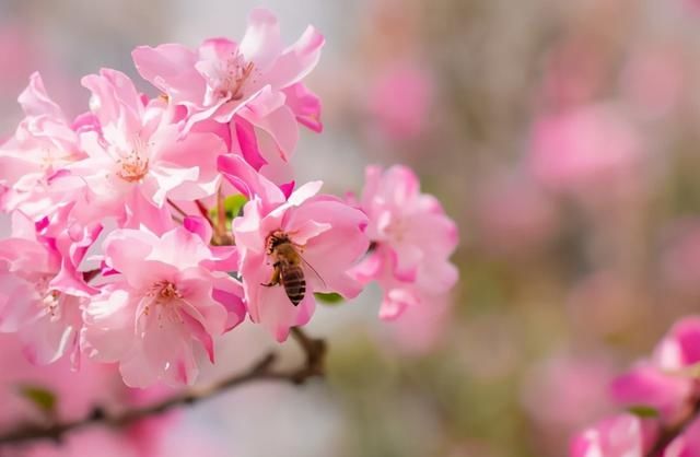 云赏花！一大波高校春景来袭，来看看你的学校→