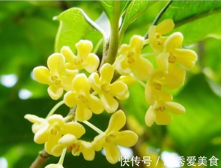 栀子花|美貌花卉,养一盆,香飘满屋,大自然赐予的“天然空气清新剂”