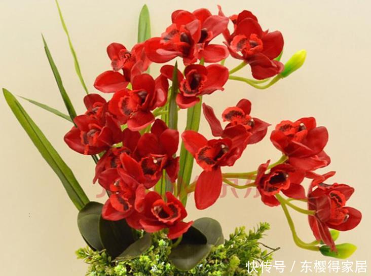 冬天常见的4种“年宵花”别停肥,养不好都是“缺肥”导致的!