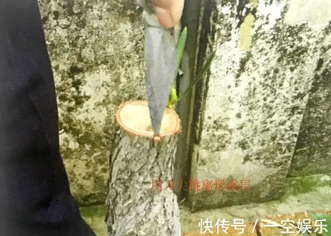 台友们|罗汉松芽接案例分享，台长教你玩出别出心裁的岭南盆景！