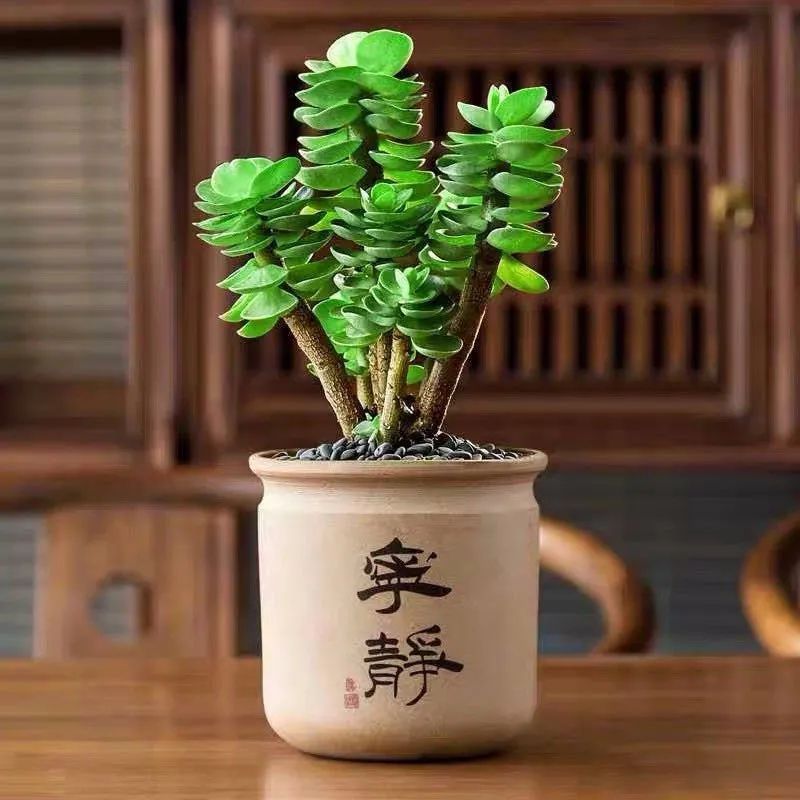 八种命里带“钱”的植物，家里养一盆，招财又旺运，你家养了几种