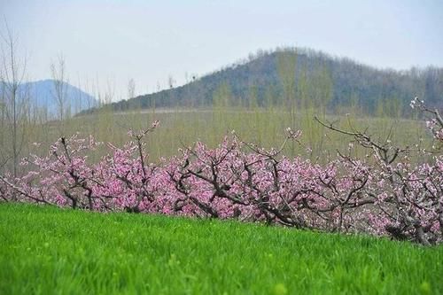 春天里，来五莲赴一场十里桃花的约会吧